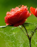 Fondo de pantalla Red Rose And Spider Web 128x160