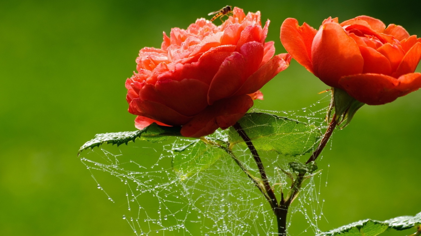 Screenshot №1 pro téma Red Rose And Spider Web 1366x768