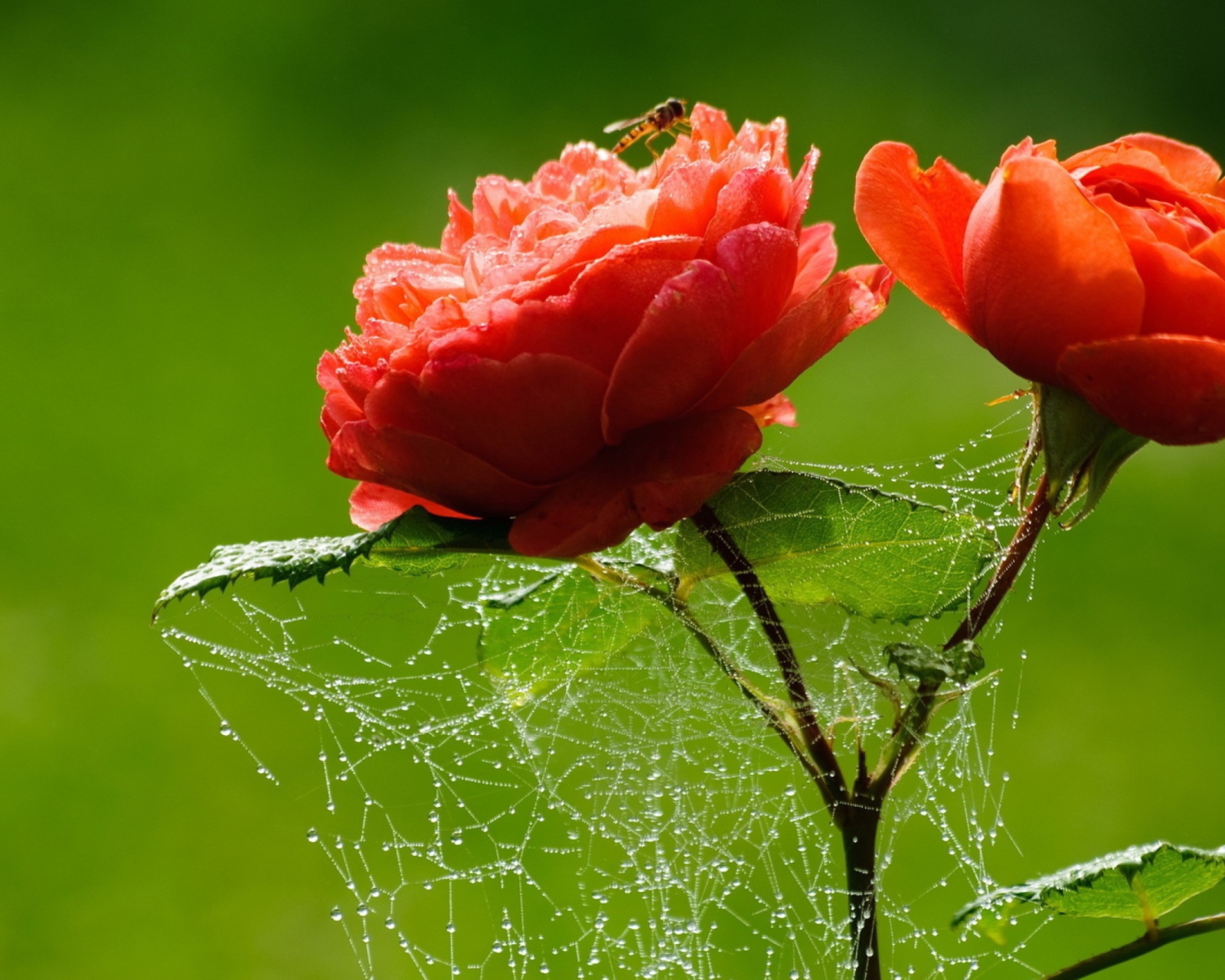 Das Red Rose And Spider Web Wallpaper 1600x1280