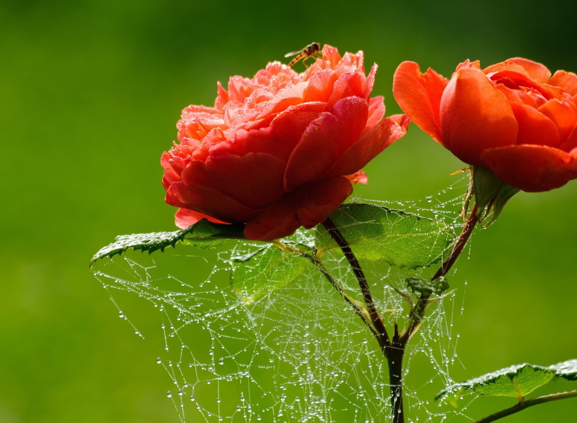 Fondo de pantalla Red Rose And Spider Web 1920x1408