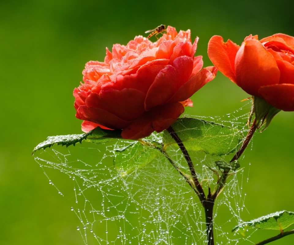 Обои Red Rose And Spider Web 960x800