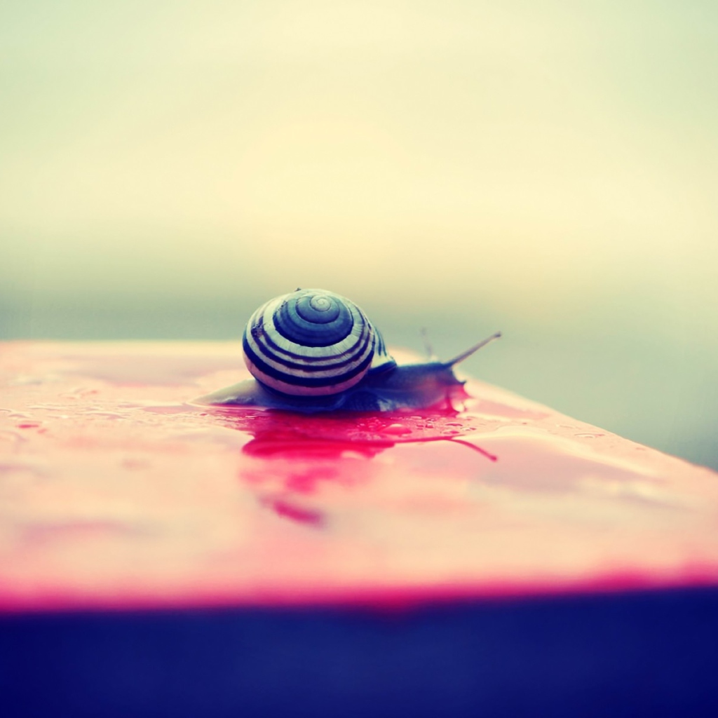 Das Snail On Wet Surface Wallpaper 1024x1024