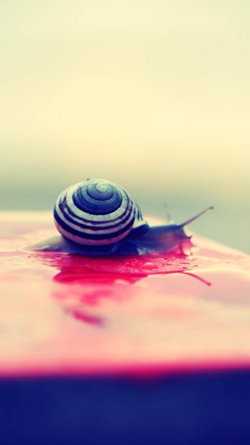 Snail On Wet Surface wallpaper 360x640