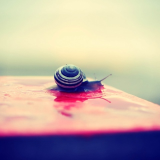 Картинка Snail On Wet Surface для телефона и на рабочий стол 2048x2048