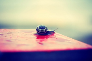 Snail On Wet Surface Background for Android, iPhone and iPad