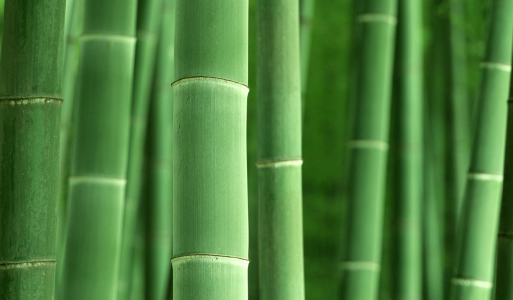 Screenshot №1 pro téma Green Bamboo 1024x600