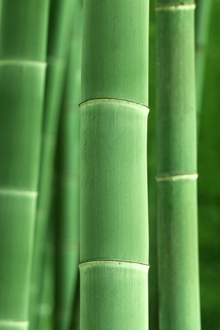 Screenshot №1 pro téma Green Bamboo 320x480