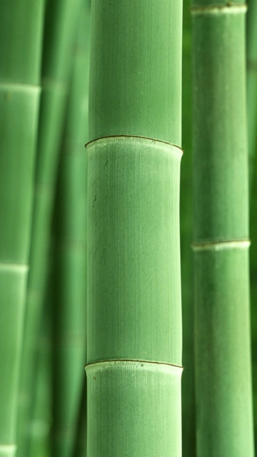 Обои Green Bamboo 360x640