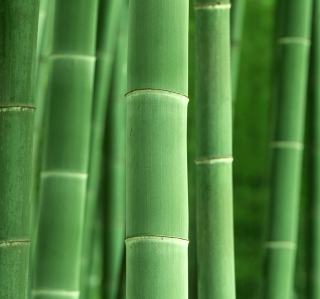 Green Bamboo - Obrázkek zdarma pro 208x208