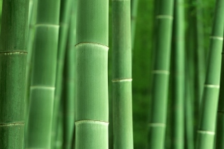Green Bamboo papel de parede para celular para 1366x768