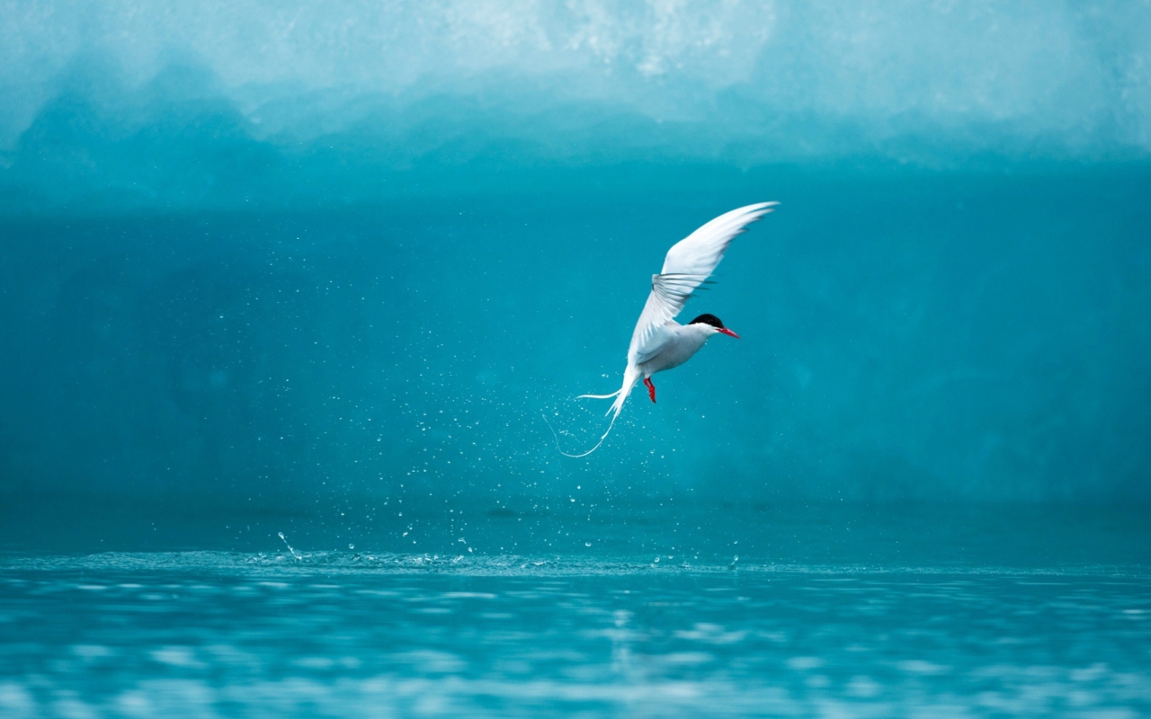 Das Arctic Tern Wallpaper 1280x800