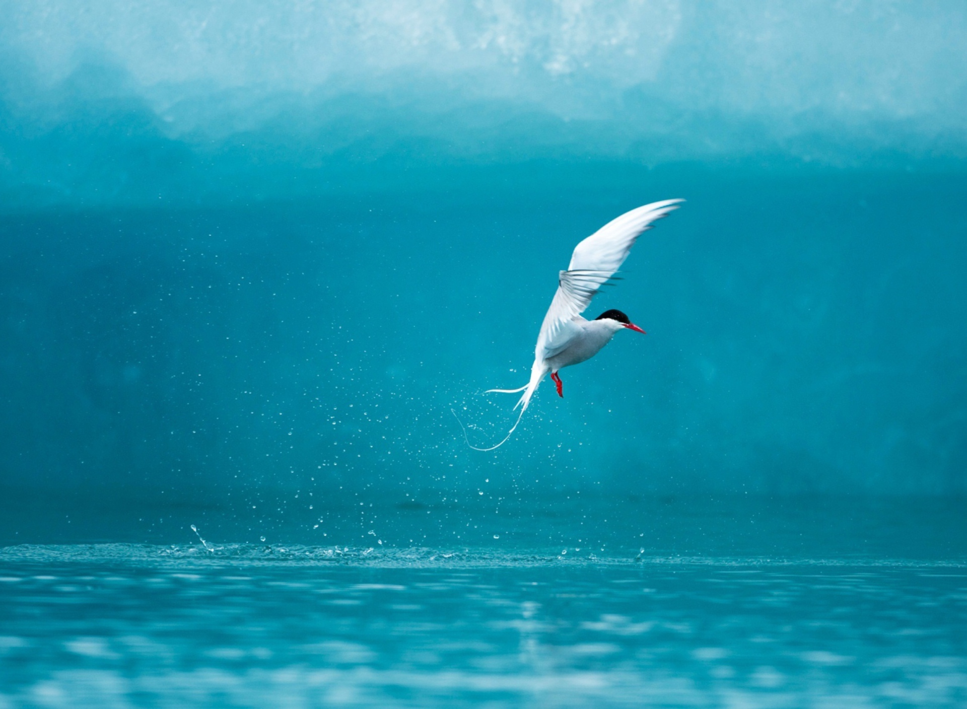 Arctic Tern screenshot #1 1920x1408