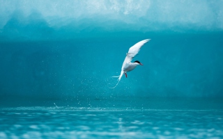 Arctic Tern - Obrázkek zdarma pro Android 600x1024