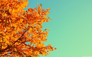 Autumn - Obrázkek zdarma 