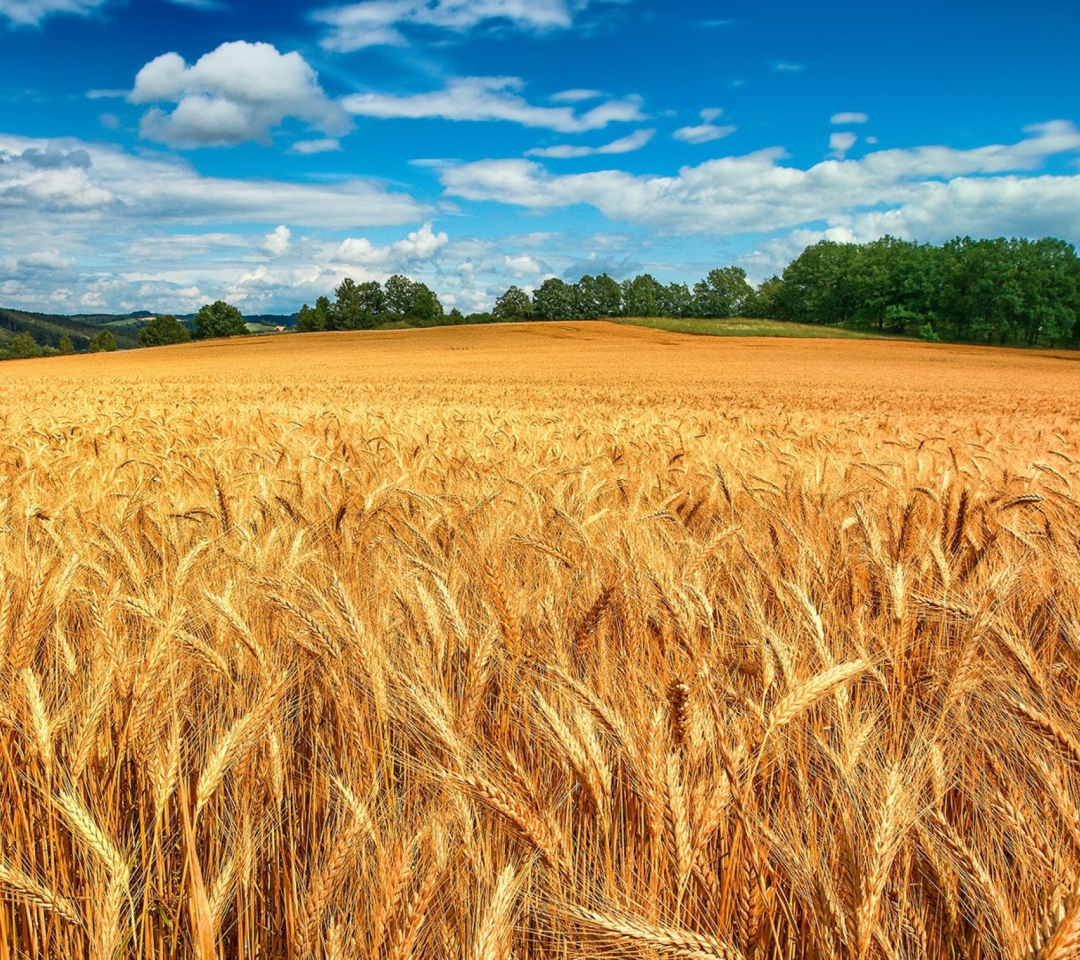 Germany Landscape screenshot #1 1080x960