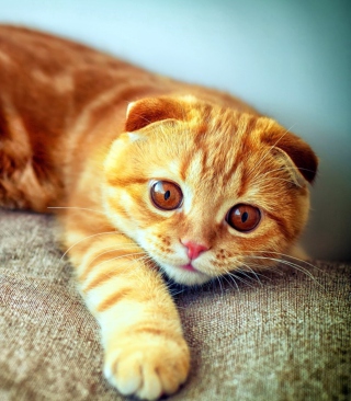 Ginger Cat - Obrázkek zdarma pro Nokia Asha 310