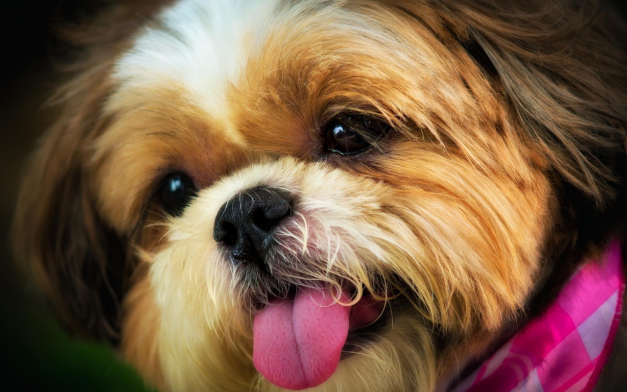 Screenshot №1 pro téma Cutest Plush Looking Puppy 1280x800
