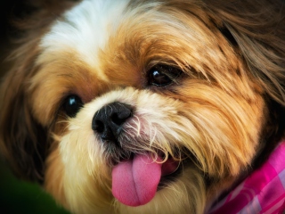Cutest Plush Looking Puppy wallpaper 320x240