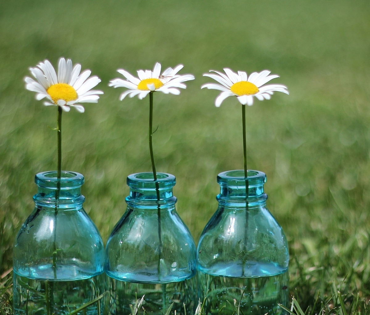 Обои Daisies In Blue Glass Bottles 1200x1024