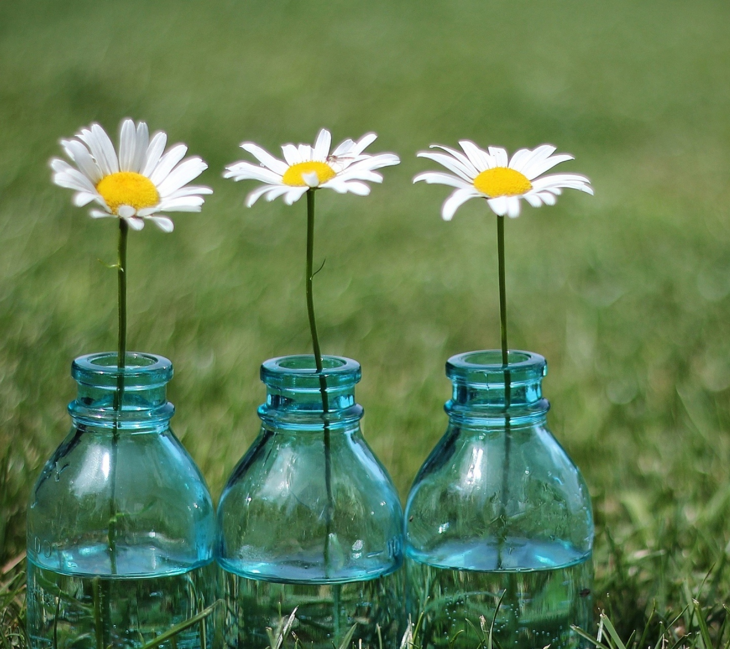 Обои Daisies In Blue Glass Bottles 1440x1280
