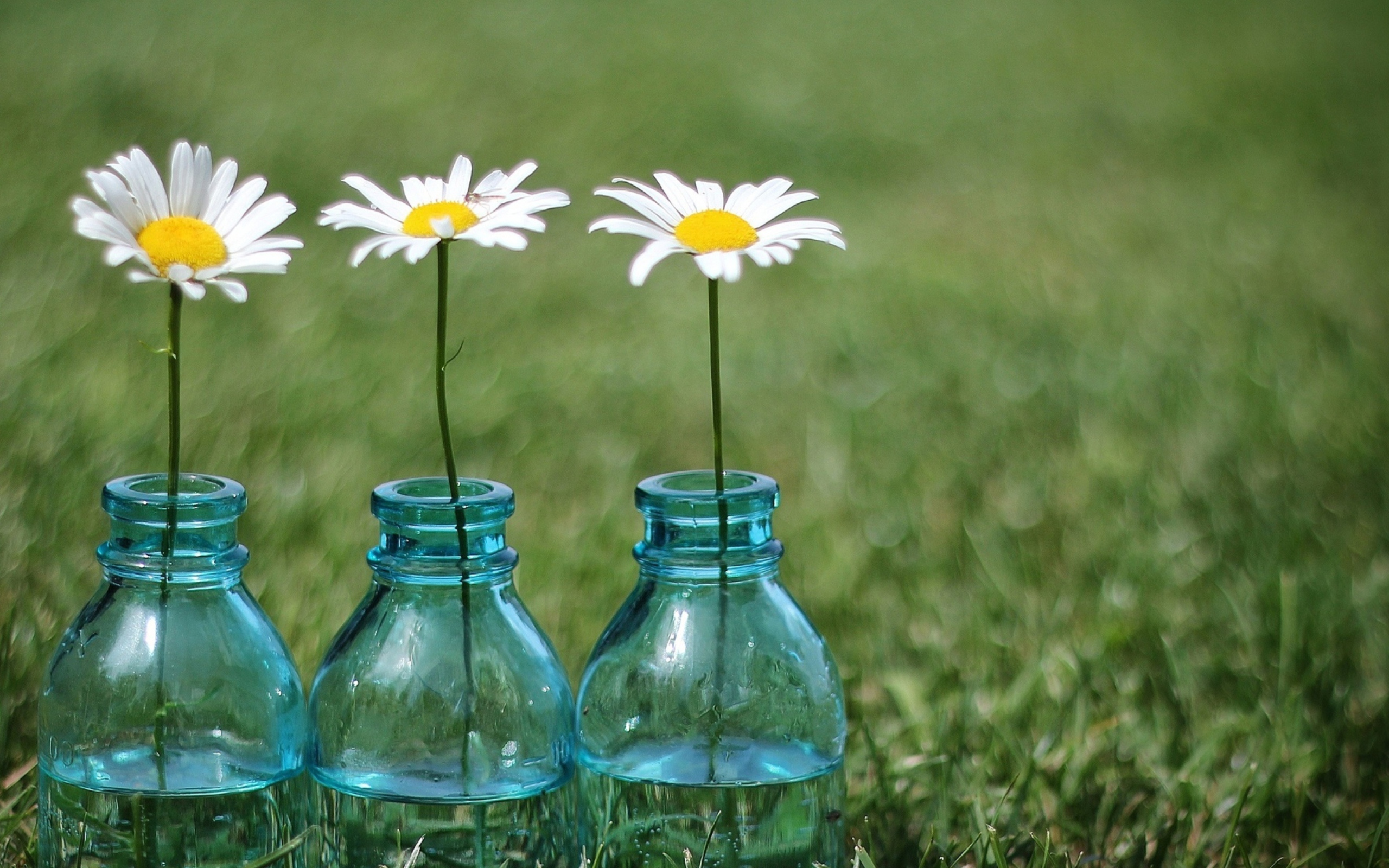 Screenshot №1 pro téma Daisies In Blue Glass Bottles 2560x1600