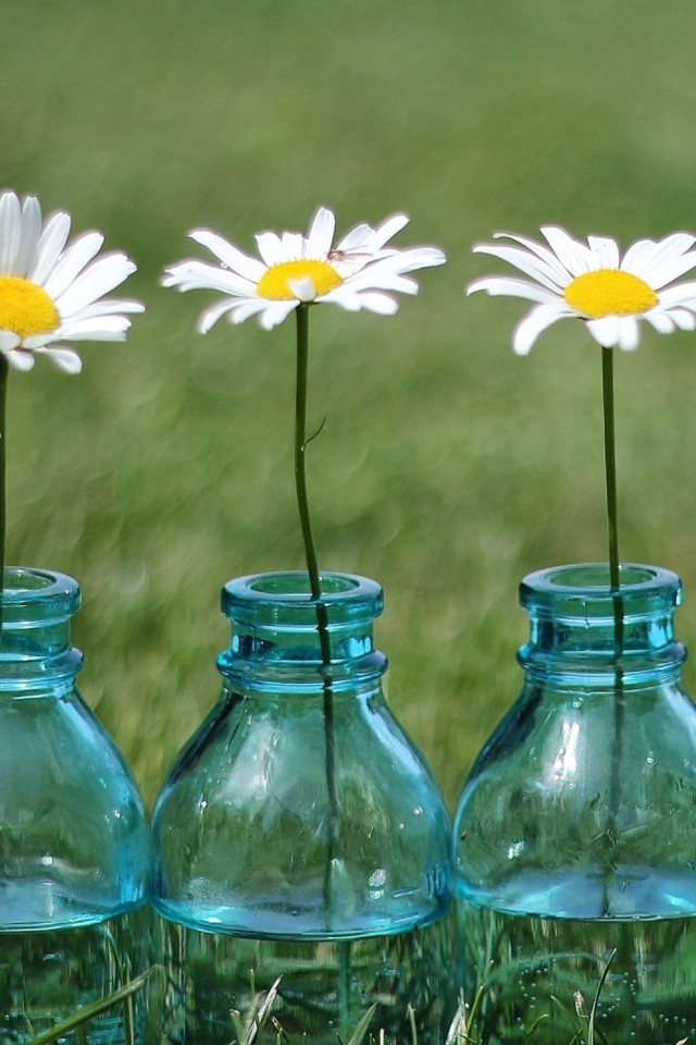 Sfondi Daisies In Blue Glass Bottles 640x960