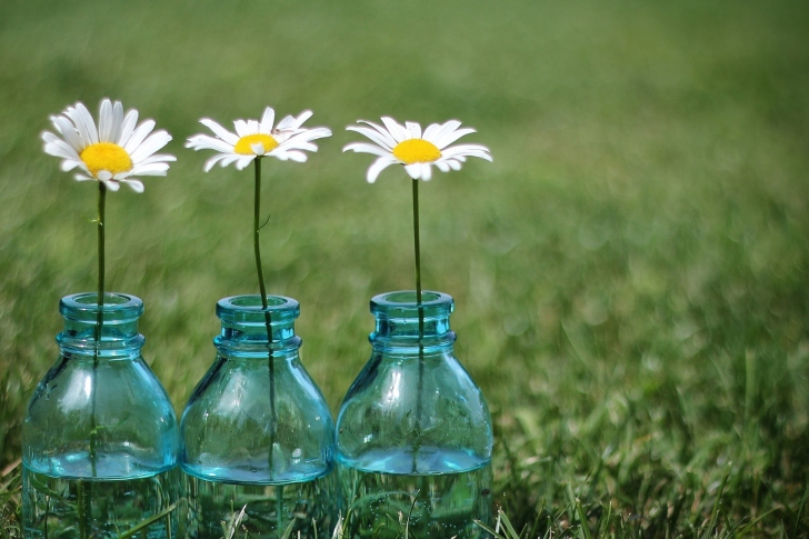 Обои Daisies In Blue Glass Bottles