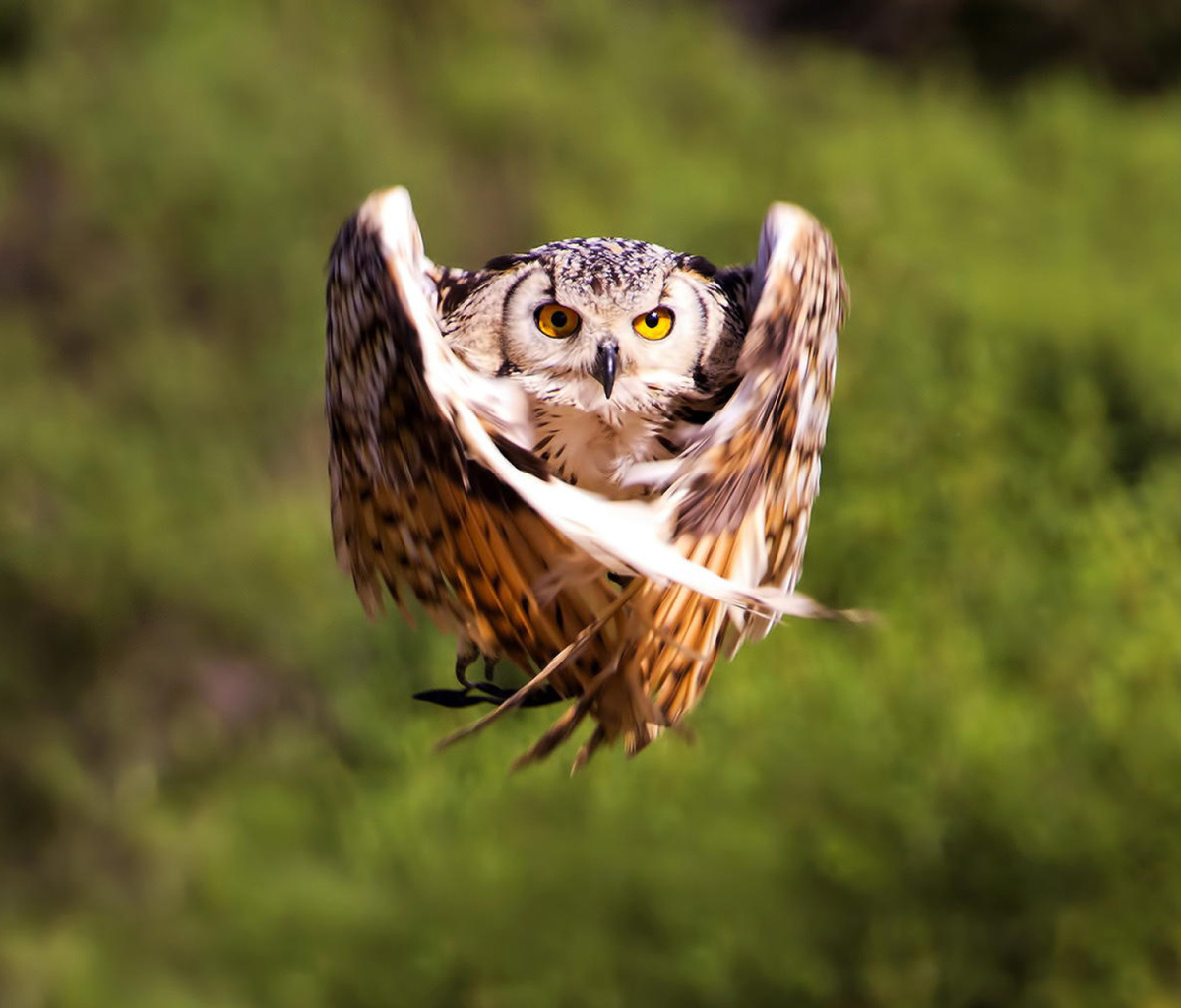 Fondo de pantalla Owl Bird 1200x1024
