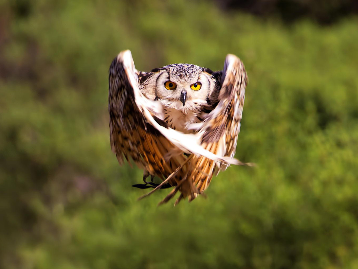 Owl Bird wallpaper 1400x1050