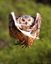Fondo de pantalla Owl Bird 176x220
