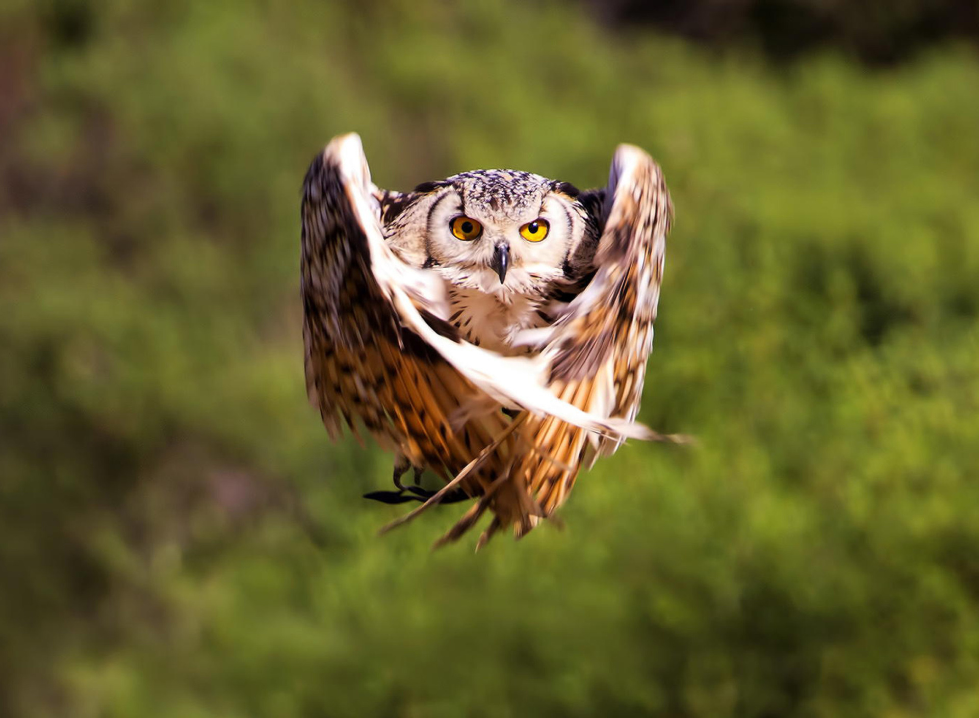 Sfondi Owl Bird 1920x1408