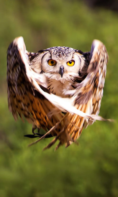 Screenshot №1 pro téma Owl Bird 240x400