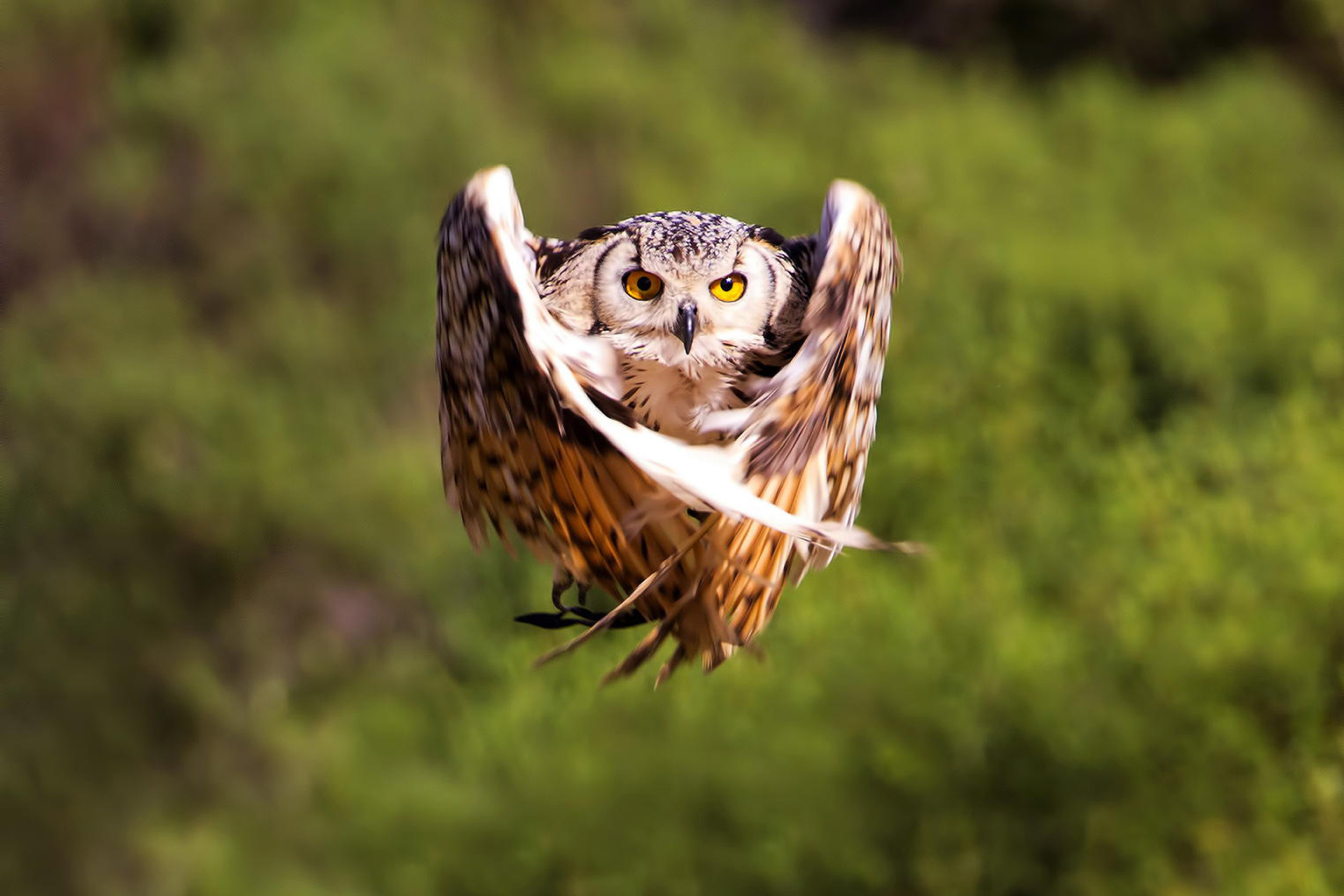 Owl Bird screenshot #1 2880x1920