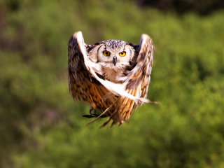 Sfondi Owl Bird 320x240
