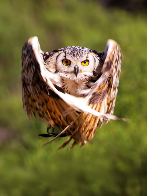 Sfondi Owl Bird 480x640