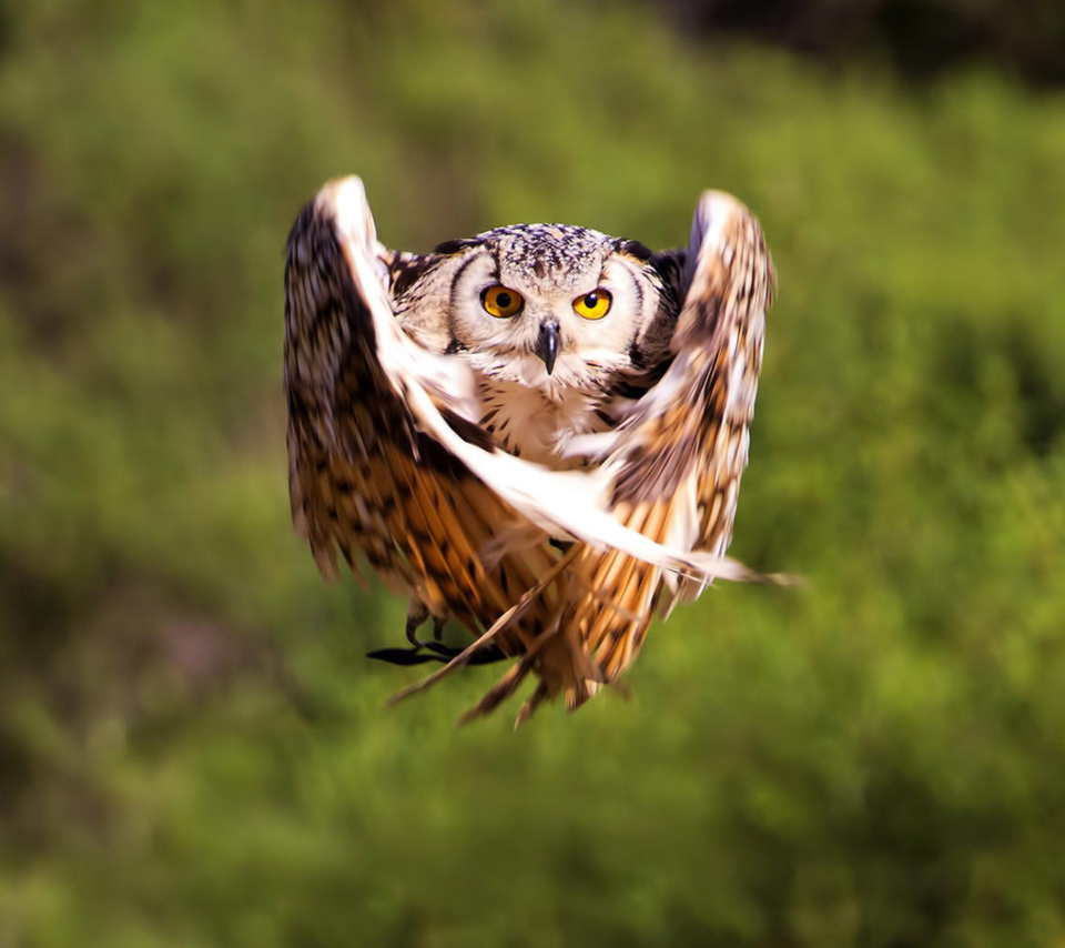 Sfondi Owl Bird 960x854