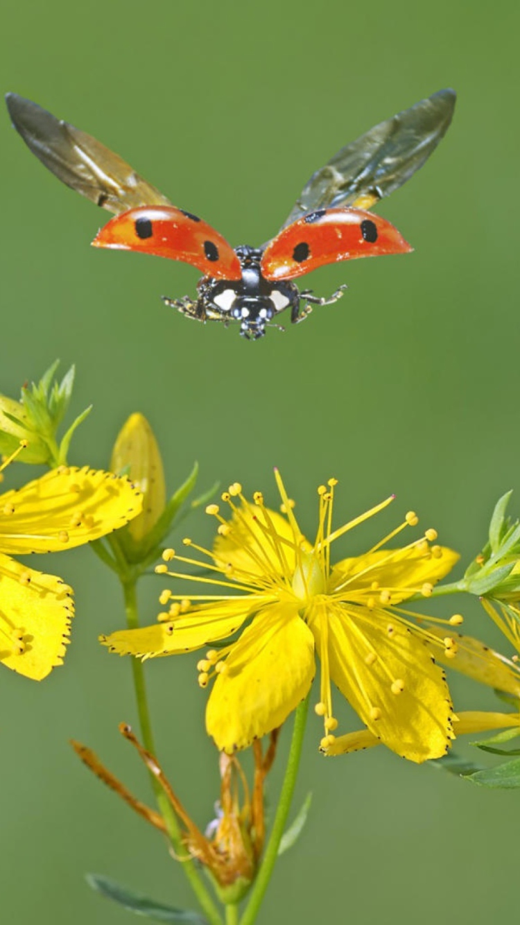 Screenshot №1 pro téma Lady Bug And Flowers 750x1334