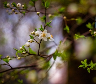 White Blossom - Obrázkek zdarma pro iPad