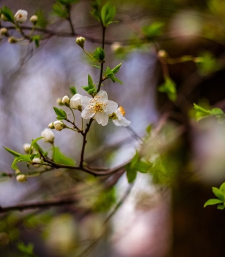 White Blossom - Obrázkek zdarma pro iPhone 5C