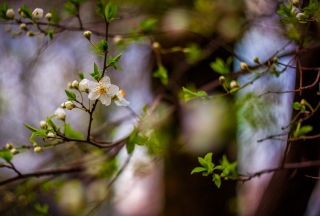 White Blossom - Obrázkek zdarma pro 176x144