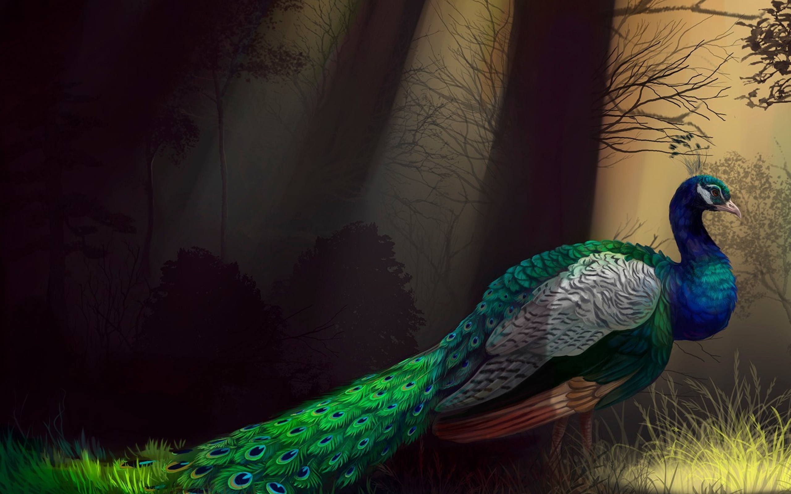 Обои Peacock 2560x1600