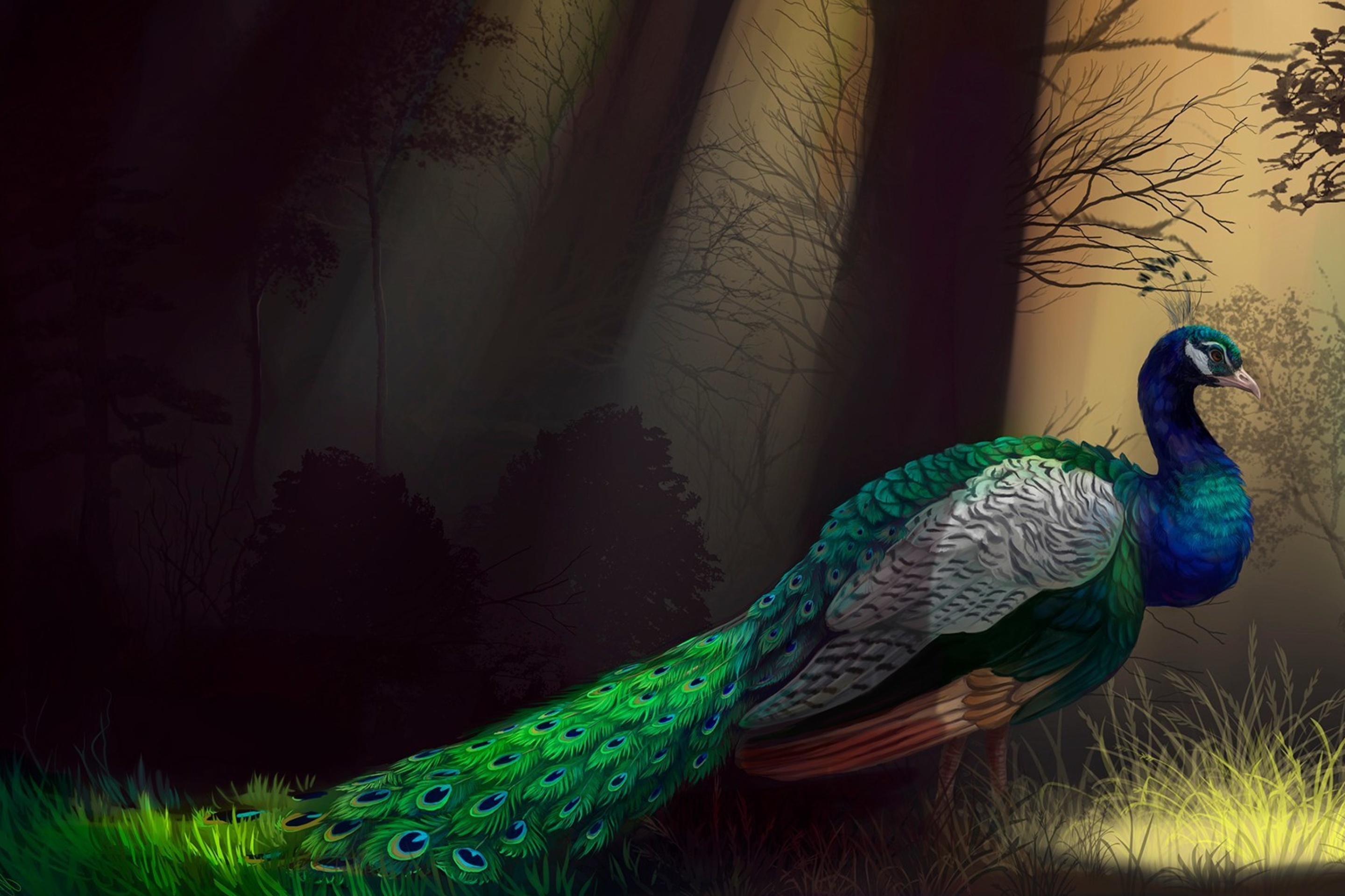 Обои Peacock 2880x1920