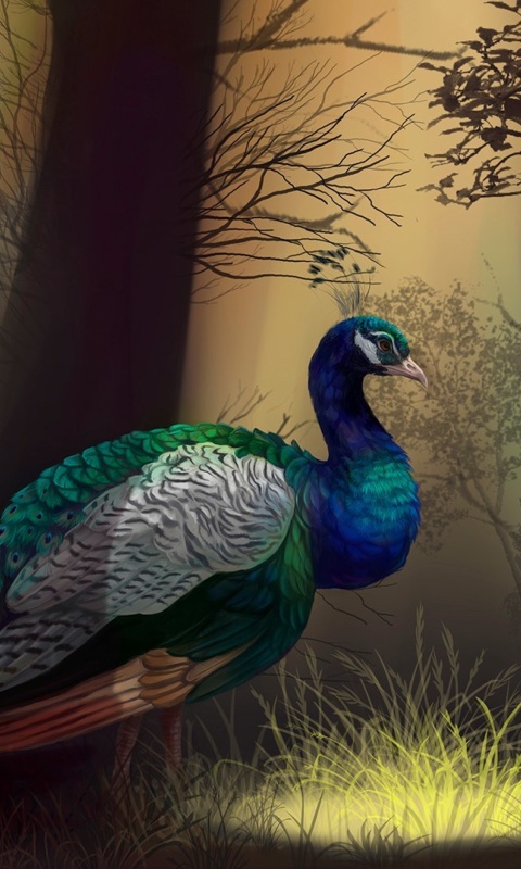 Peacock wallpaper 480x800