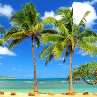 Free Palm Trees Picture for iPad