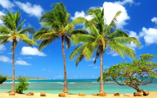 Palm Trees - Obrázkek zdarma pro Desktop Netbook 1366x768 HD