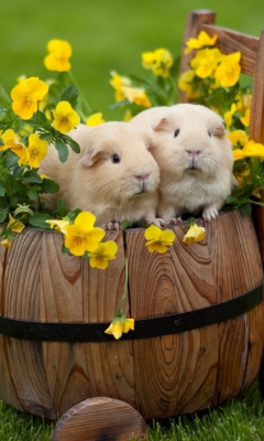 Das Guinea Pigs Wallpaper 240x400