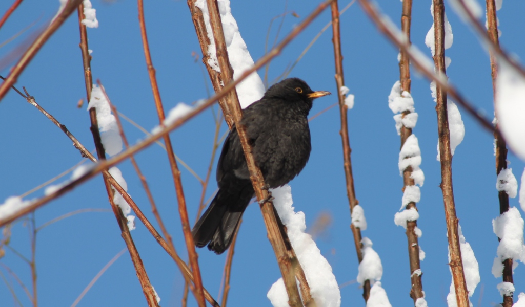 Das Winter Bird Wallpaper 1024x600