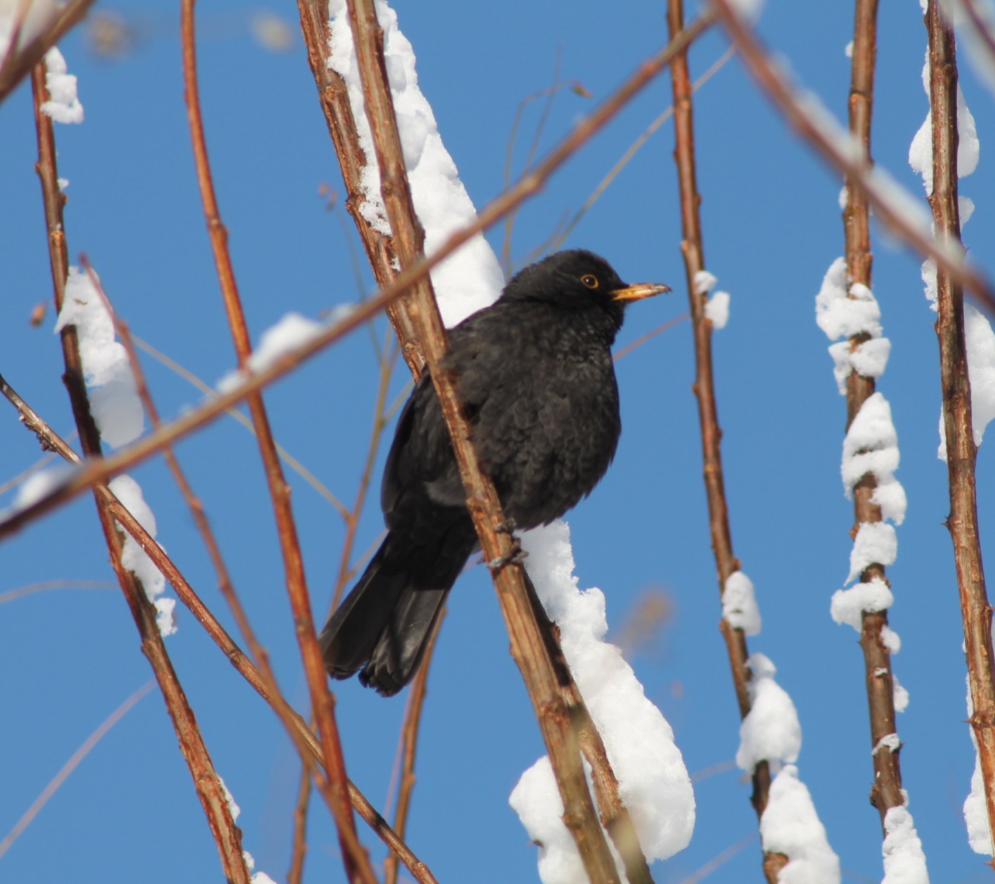 Winter Bird wallpaper 1440x1280