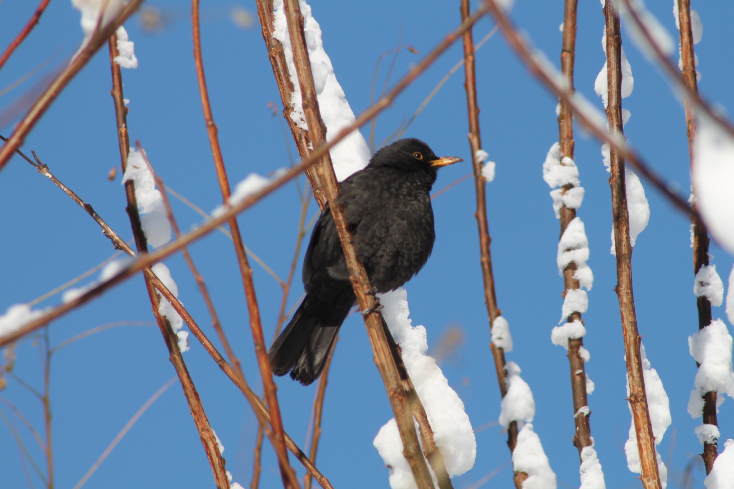 Fondo de pantalla Winter Bird 2880x1920