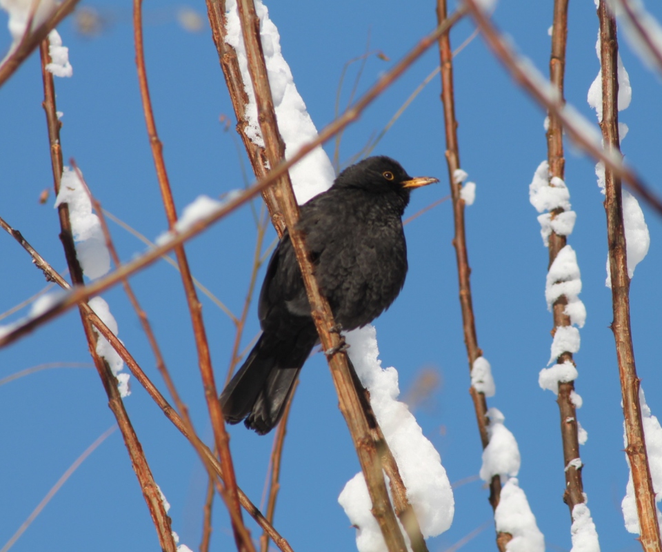 Winter Bird wallpaper 960x800